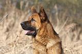 BERGER ALLEMAND 861